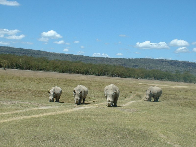 gal/Honeymoon/Lake Nakuru/DSCF0026.JPG